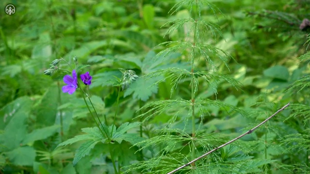  사주 대운수 , 독학으로 명리심리상담사 합격 전략