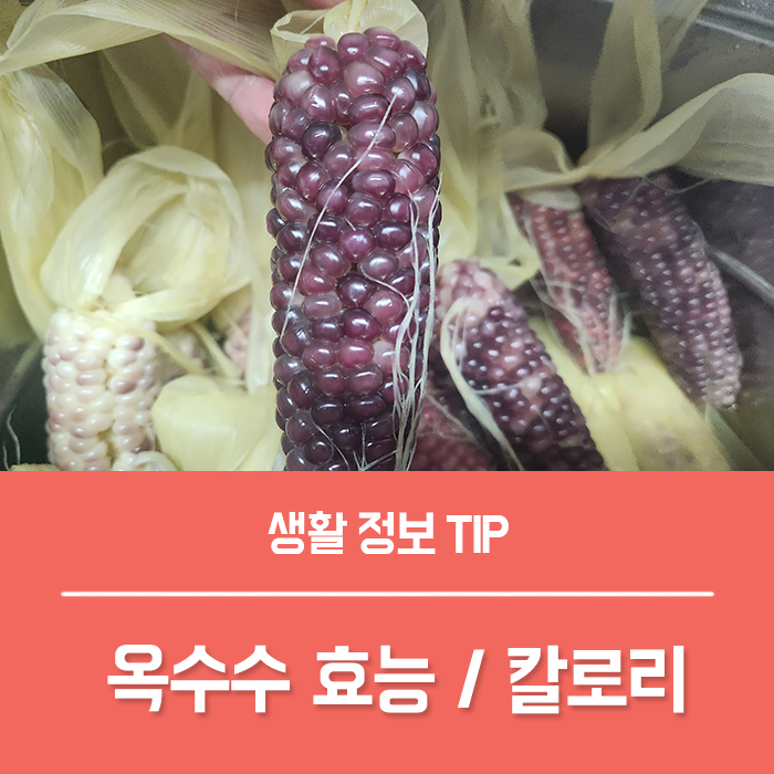  옥수수의 효능 TOP4, 옥수수 1개 칼로리 부작용 총정리!