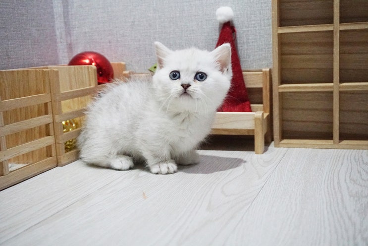  고양이 결막염 고양이 눈 관리