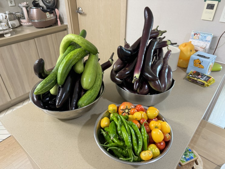  올 여름 텃밭 호박 고추 가지 깻잎 피망 토마토 참외 작두콩 등등