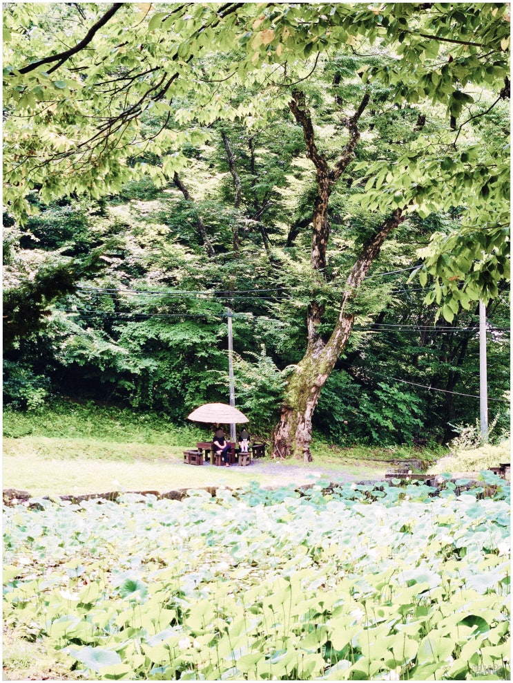  보덕사 세심다원_ 영월 장릉 근처 연꽃이 예쁜 한옥 카페 팥빙수 내돈내산 후기