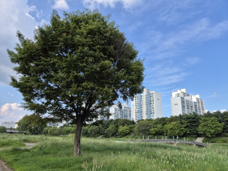 20240817 탄천 산책 20240817 탄천 산책