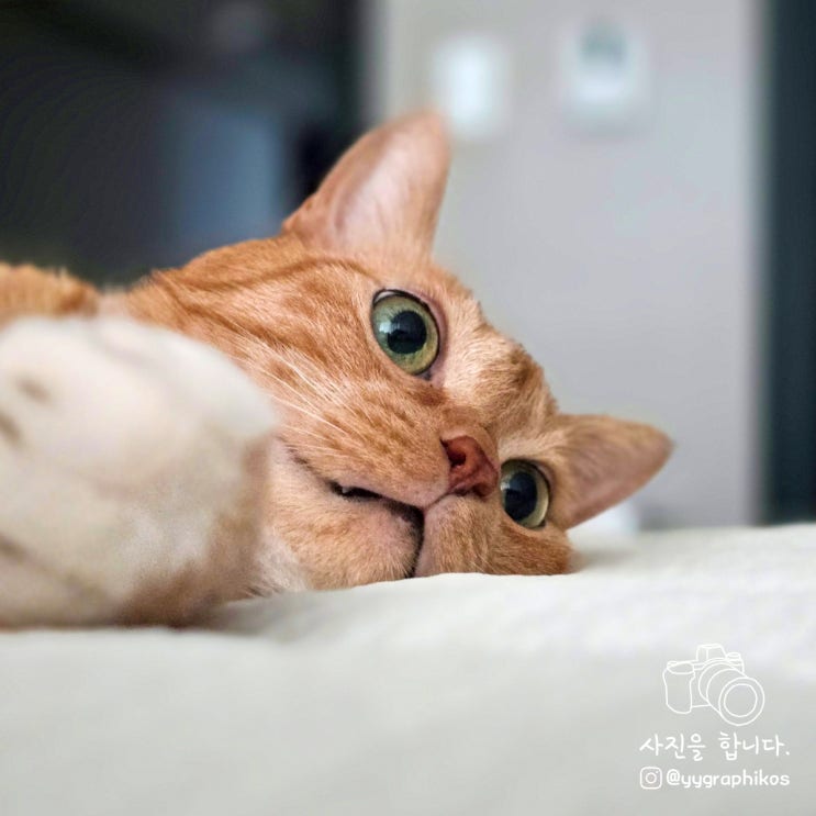  우리 집 고양이 빵돌이는 사랑돌이