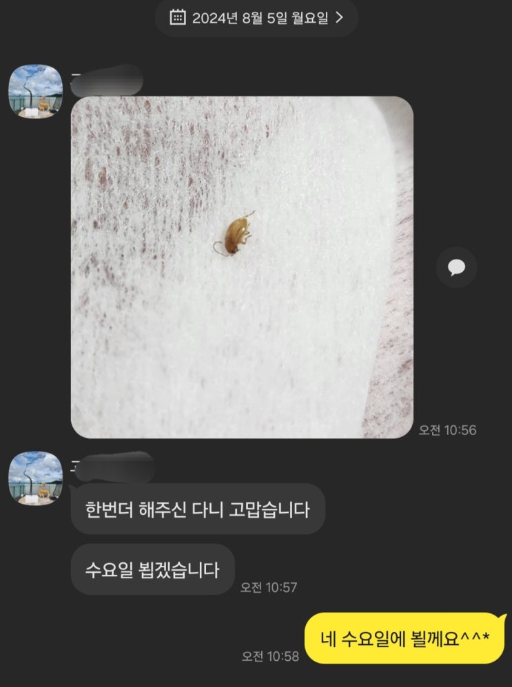  인천 서구 매트리스청소, 벌레가 나왔요..A/S