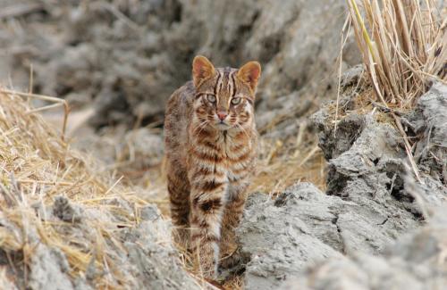  멸종위기 야생생물 2급 : 삵(Prionailurus bengalensis)