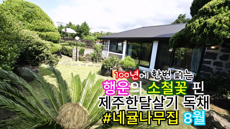 제주한달살기독채 8월, 소철꽃 핀 아름다운 숙소 추천 제주한달살기독채 8월, 소철꽃 핀 아름다운 숙소 추천