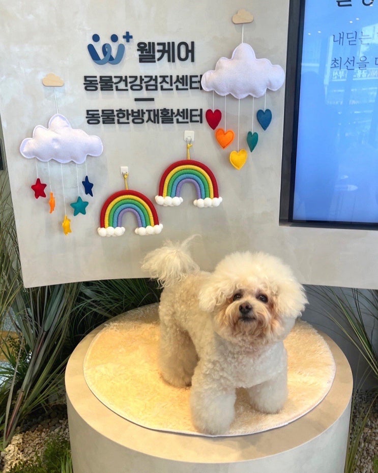  부산 강아지건강검진비용 및 웰케어동물건강검진센터 후기