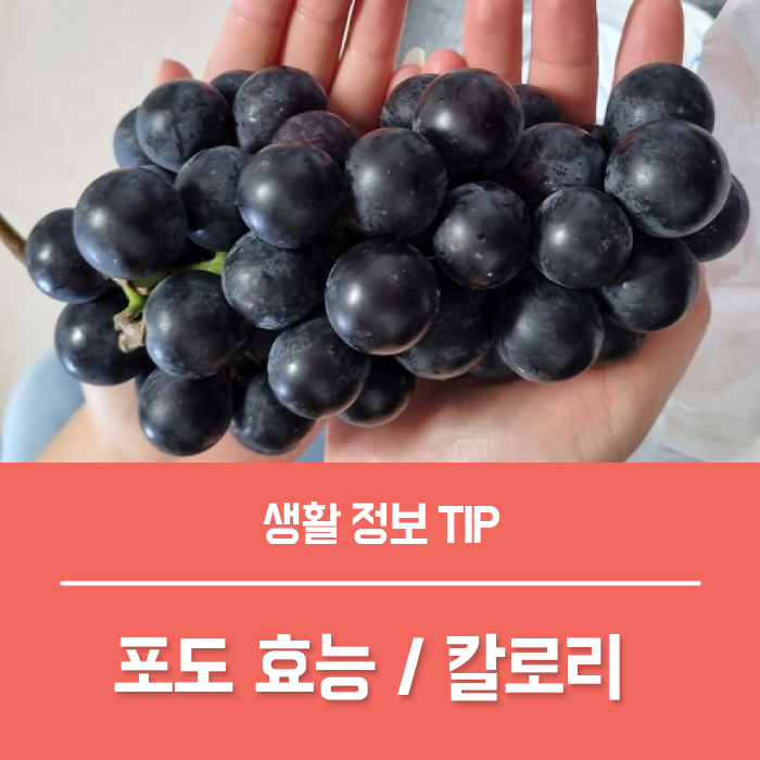  포도의효능 TOP4, 포도 1송이 칼로리 부작용 총정리!