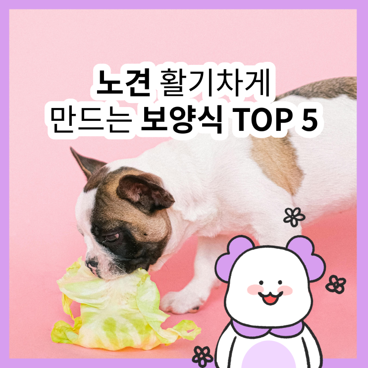  노견 영양식·노견 보양식 꿀팁, 노령견 영양식·노령견 보양식까지 한눈에!