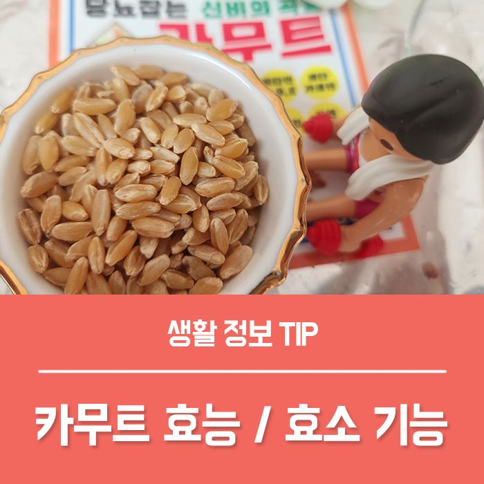  카무트효능 TOP3, 효소의 기능 곡물 발효 소화효소 추천 기준은?