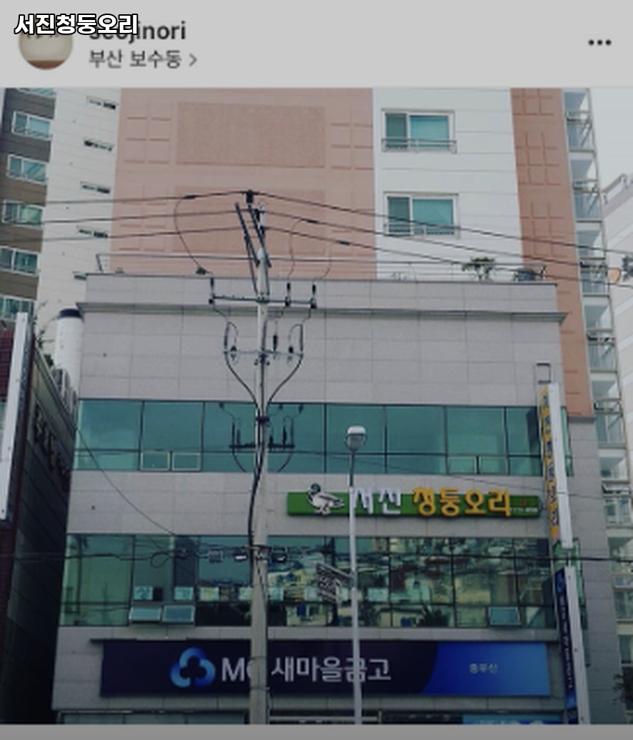 서진청둥오리 사진 1