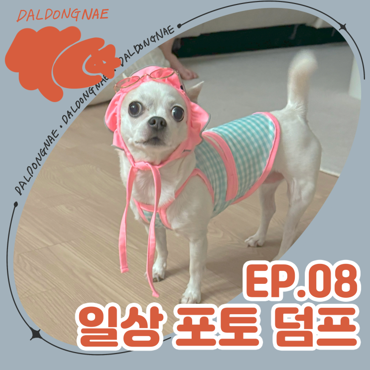  일상 포토덤프 마지막 이야기