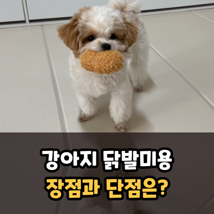  강아지 닭발미용 장점과 단점