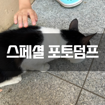  [스페셜 포토덤프] 냥냥이 집사들 하계 모임! 배부르게 먹고 수다떨기ㅎ