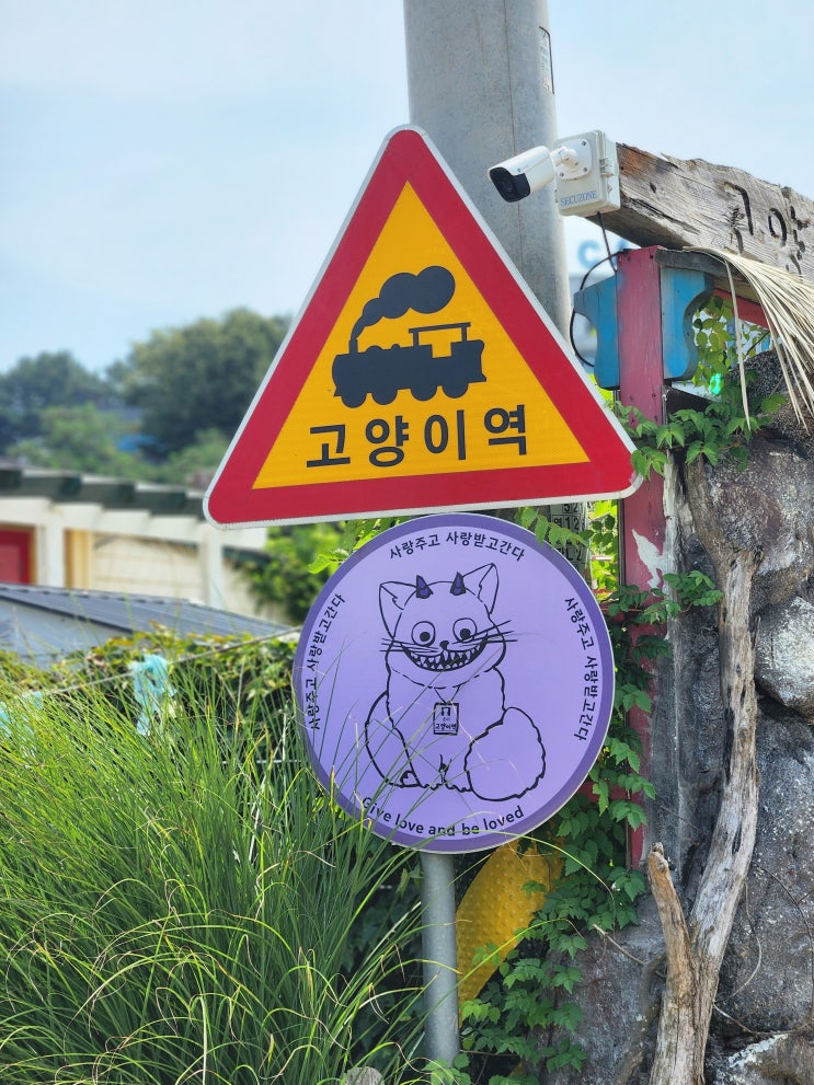  고양이들의 천국 - 고양이역