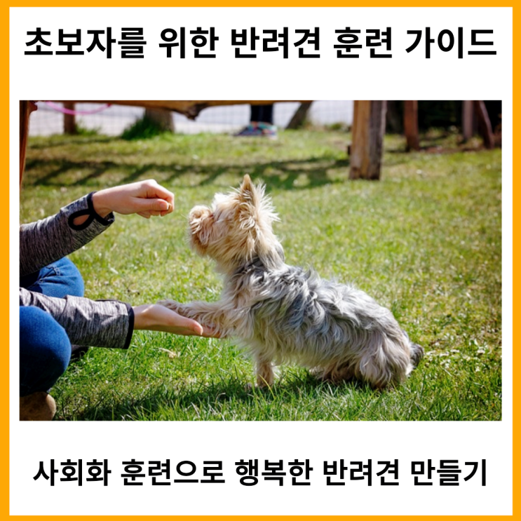  초보자를 위한 반려견 훈련 가이드