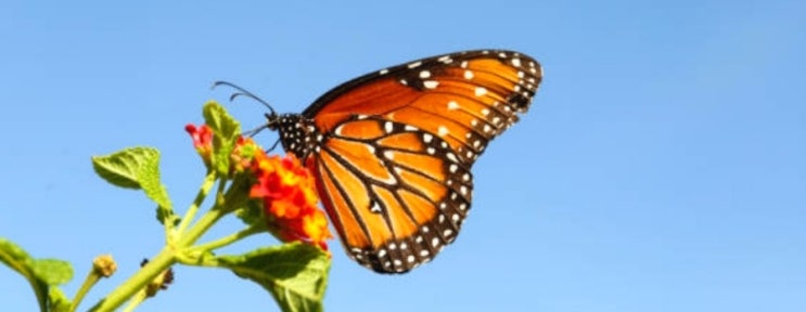  모나크 나비(Monarch butterfly), 화려하지만 위험한 여행자 나비