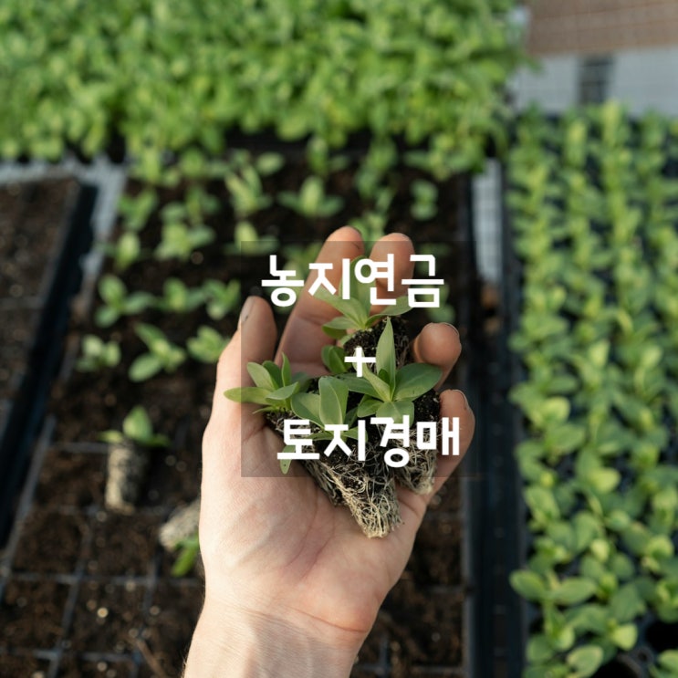  농지연금 + 토지 어떻게 운영할것인가?