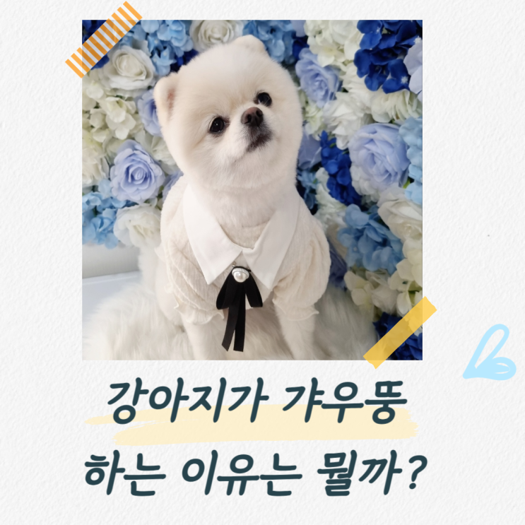  강아지 갸우뚱거리는 이유는 뭘까? 귀여운 행동이 이런 의미가 있었다고?
