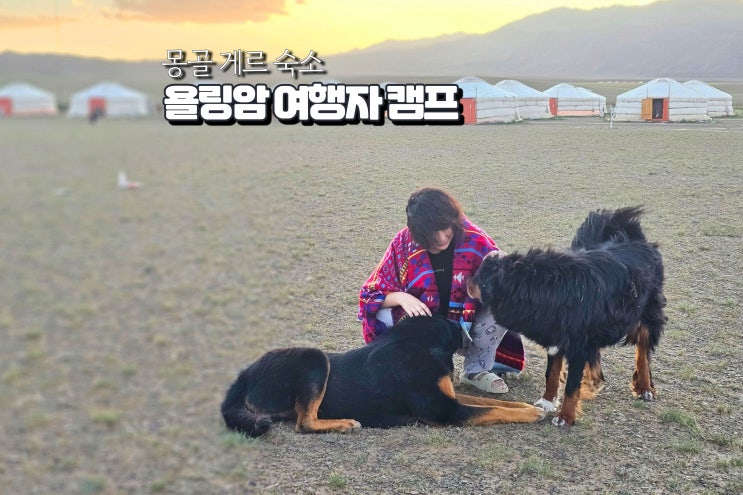  몽골 여행 숙소 욜링암 게르 여행자 캠프 Gobin Urguu camp