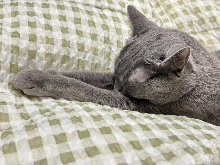  집순이는 집이 좋다