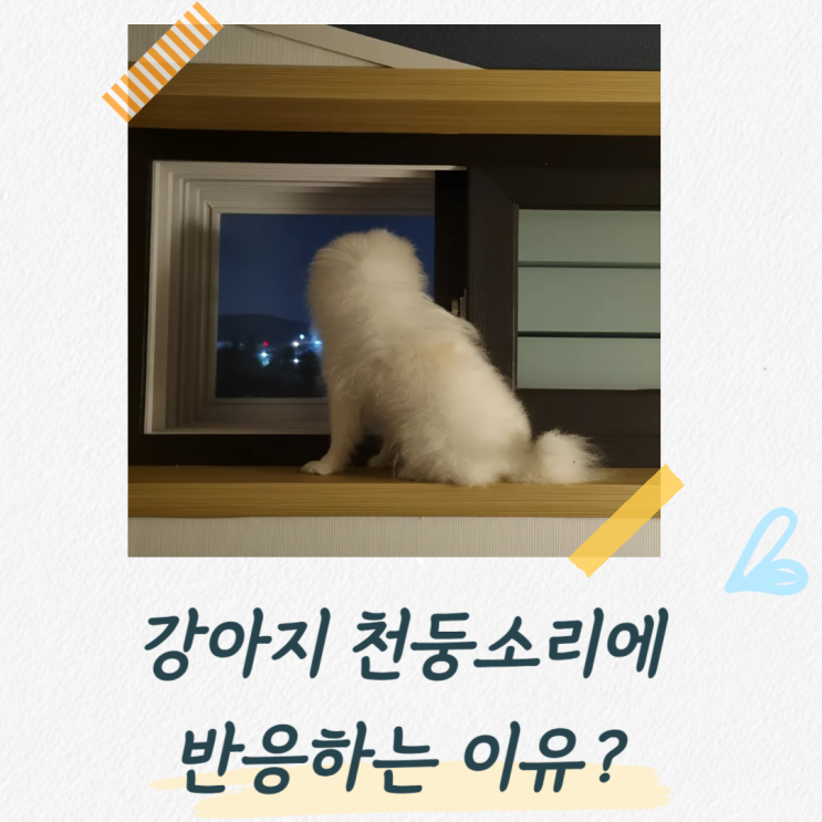  강아지가 천둥소리에 놀라는 이유와 보호자가 알아두면 좋은 대처 방법