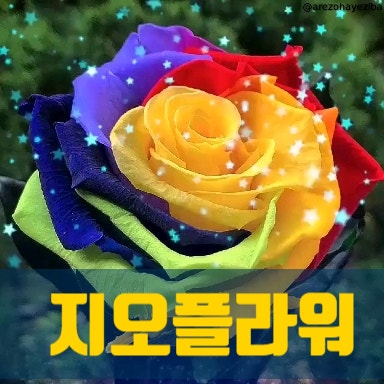  오산시 오색시장 꽃집 화원 꽃배달, 명품 경조사 서비스 지오플라워