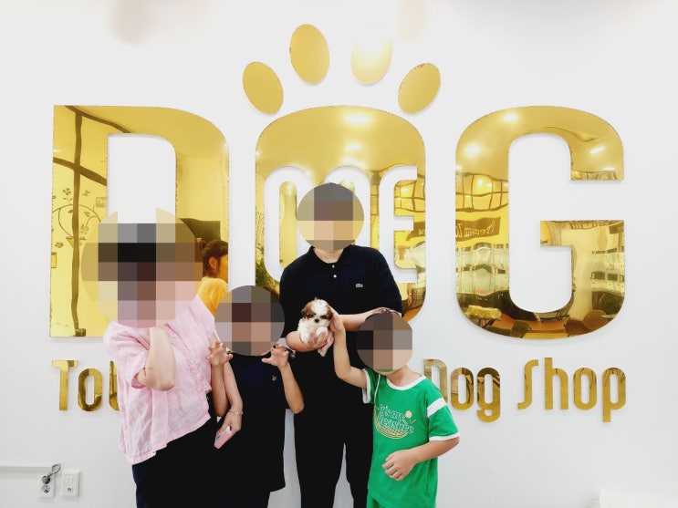  이보다 순할 수 없는 시츄, 분양 완료했어요! / 강아지분양 세종애견샵 세종시강아지분양 조치원애견샵 오송 애견샵