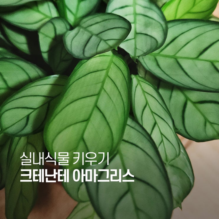  크테난테 아마그리스 키우기