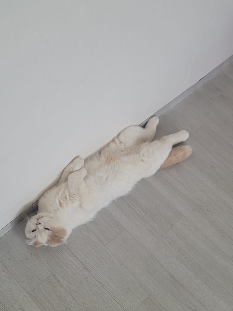  고양이 셀프미용
