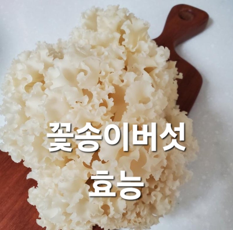 꽃송이버섯 효소 효능 자생지 먹는 방법
