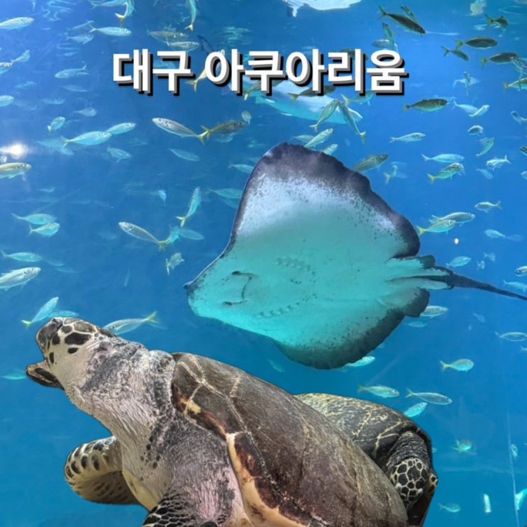  대구 가볼만한 곳 대구 아쿠아리움