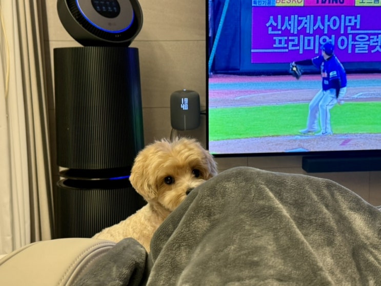  우리집 강아지