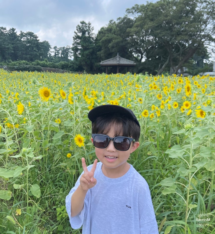  제주 해바라기 항몽유적지 나홀로나무