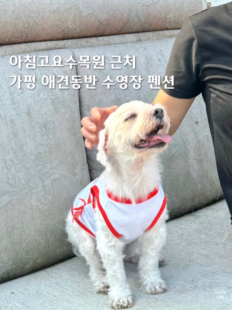 가평 애견동반 독채 수영장 펜션 추천 아침고요수목원 근처 하루강아지애견펜션