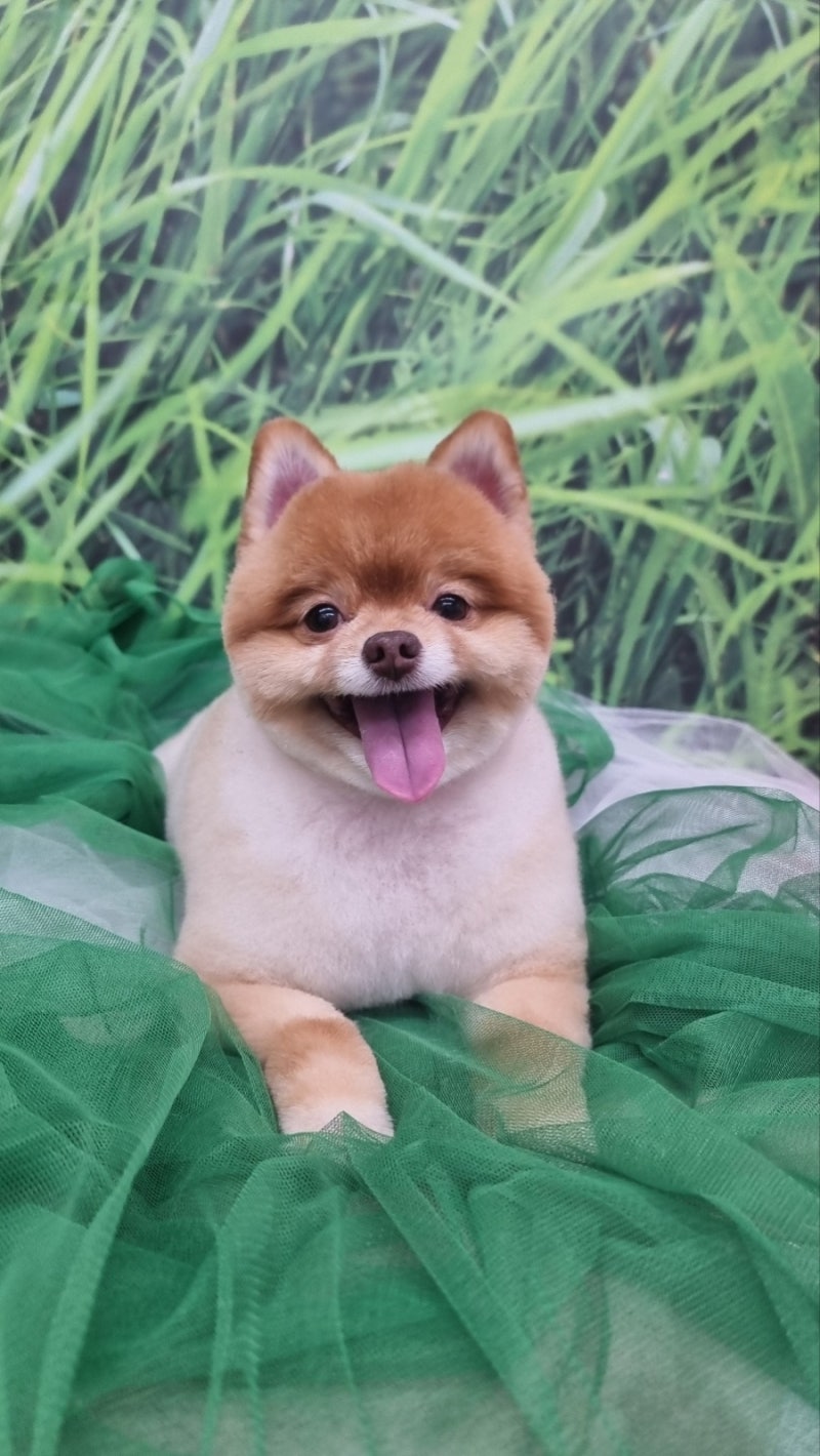 무아몽 해운대 강아지 애견미용 — 해운대구