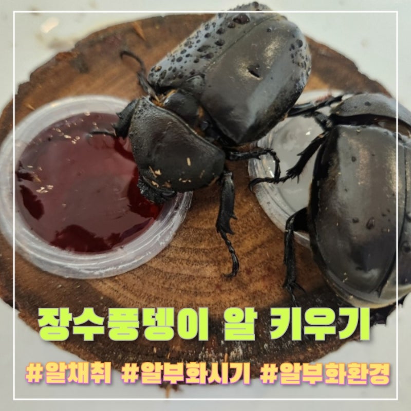 장수풍뎅이 알 부화시기와 유충성장단계