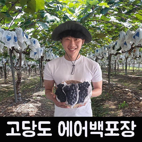 영동 비가림 캠벨 포도 택배합니다