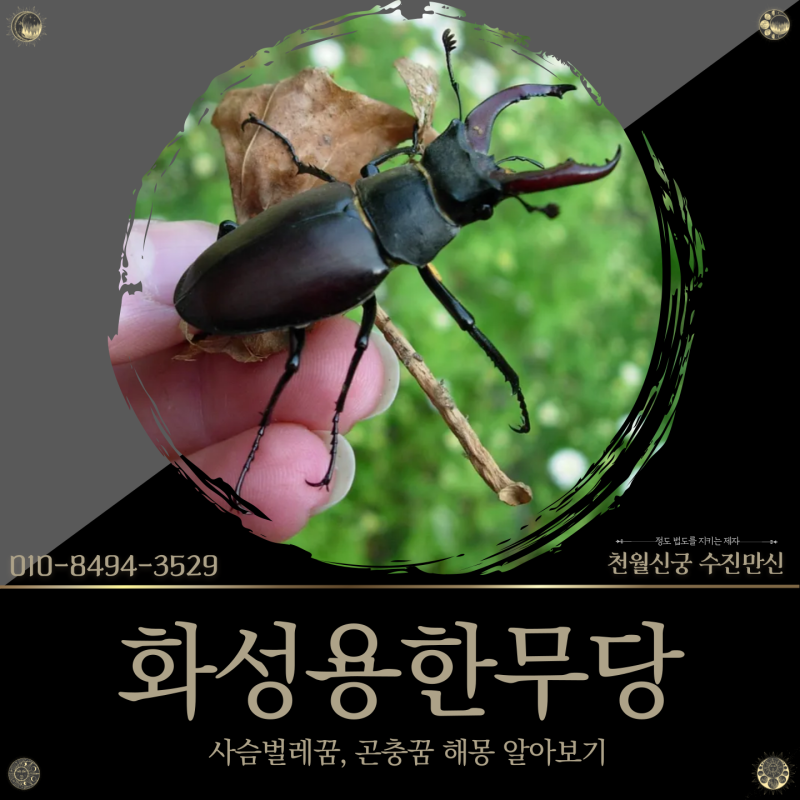 화성용한무당, 사슴벌레꿈 및 곤충꿈 해몽 알아보기