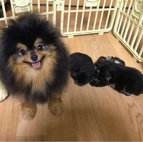 해피펫클럽