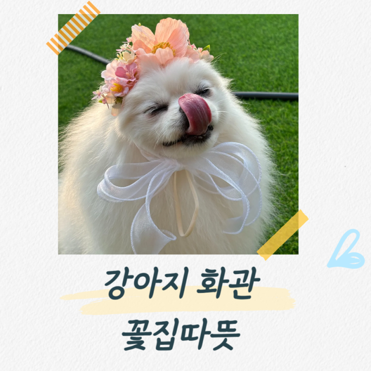  강아지화관 퀄리티 만족한 꽃집따뜻 내돈내산 후기
