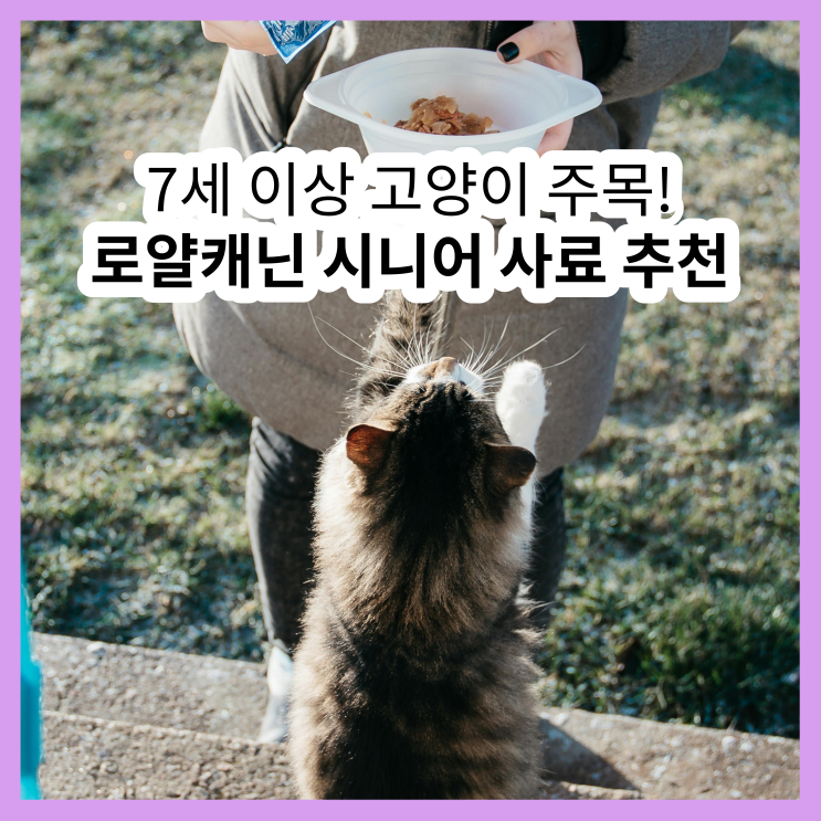  로얄캐닌 시니어 캣 사료 (노령묘를 위한 로얄캐닌 고양이 시니어 사료 리뷰)