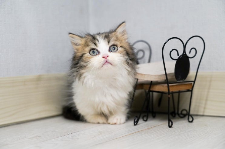  고양이 각막염 원인 증상 치료