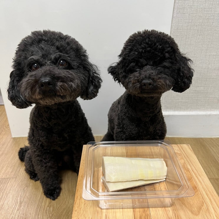  강아지 죽순 먹어도 되나요?