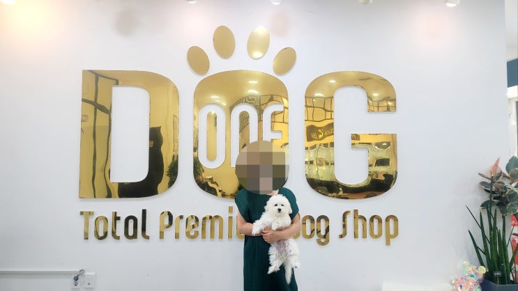  세종시 원독에서 푸숑 분양, 특별한 인연을 이어드렸어요 / 강아지분양 세종애견샵 세종시강아지분양 조치원애견샵 오송 애견샵