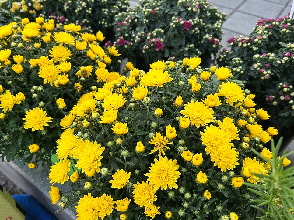 드보라화원 사진 6