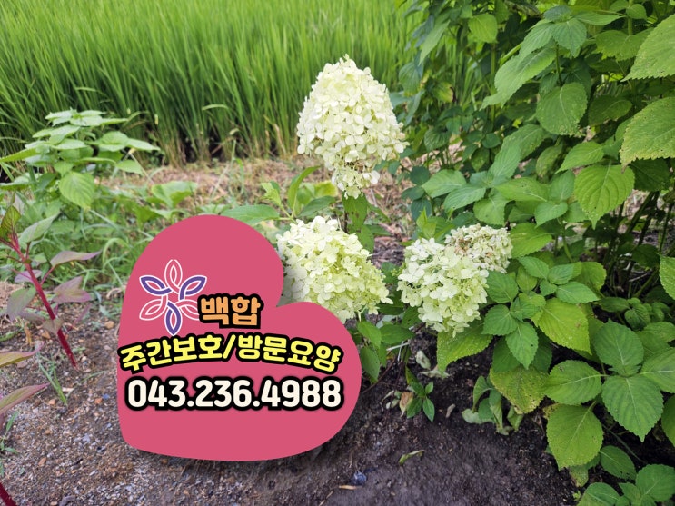  청주주간보호센터 성화동주간보호센터 : 뜨거운 여름, 시원한 활동으로 어르신들께 활력을!