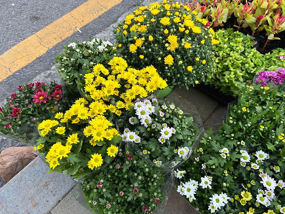 드보라화원 사진 4