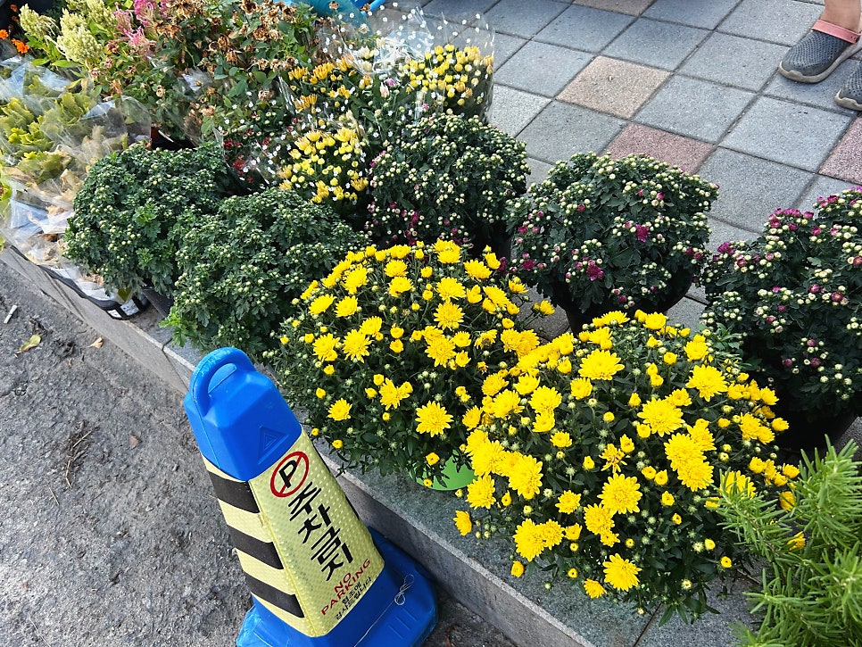 드보라화원 사진 5