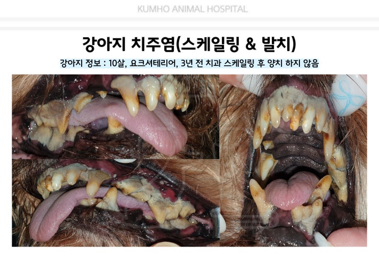  광주 강아지 치과 - 10살 강아지의 치주염으로 인한 발치 수술 Case [광주 치과 동물병원, 금호동 동물병원, 강아지  치주염, 강아지 발치]